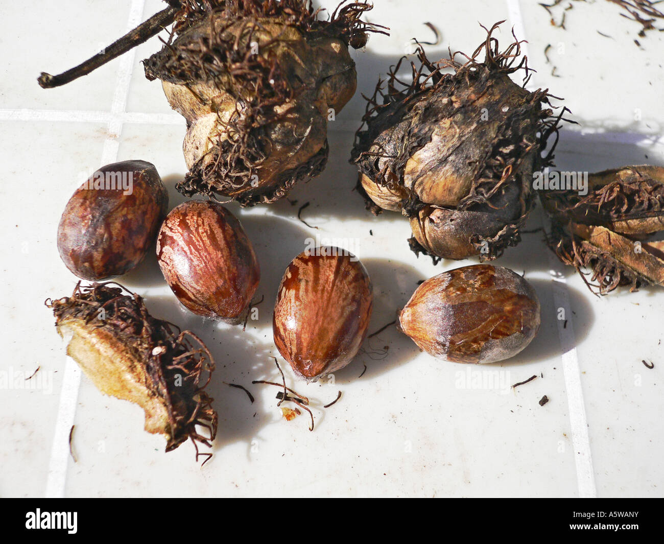 Seeds of ricinus communis or castor oil plant collected in October 2006 in Wiltshire England UK EU Stock Photo