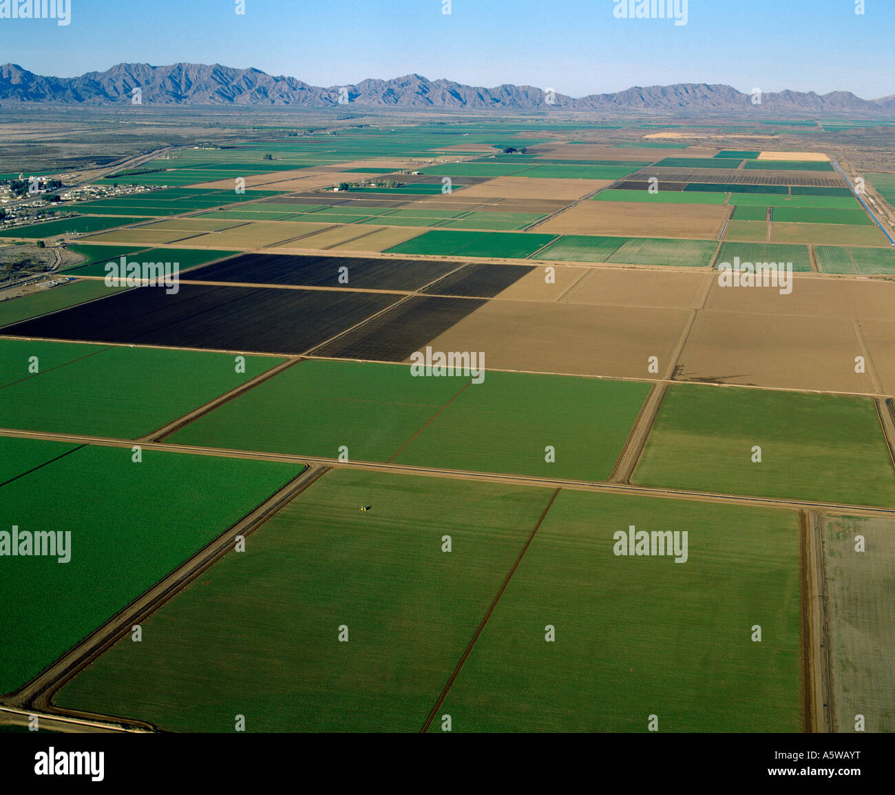 IRRIGATED DESERT; BROWN GROUND IS NOT YET PLANTED, YELLOW-GREEN FIELDS ARE LETTUCE, BRIGHT GREEN IS ALFALFA / ARIZONA Stock Photo