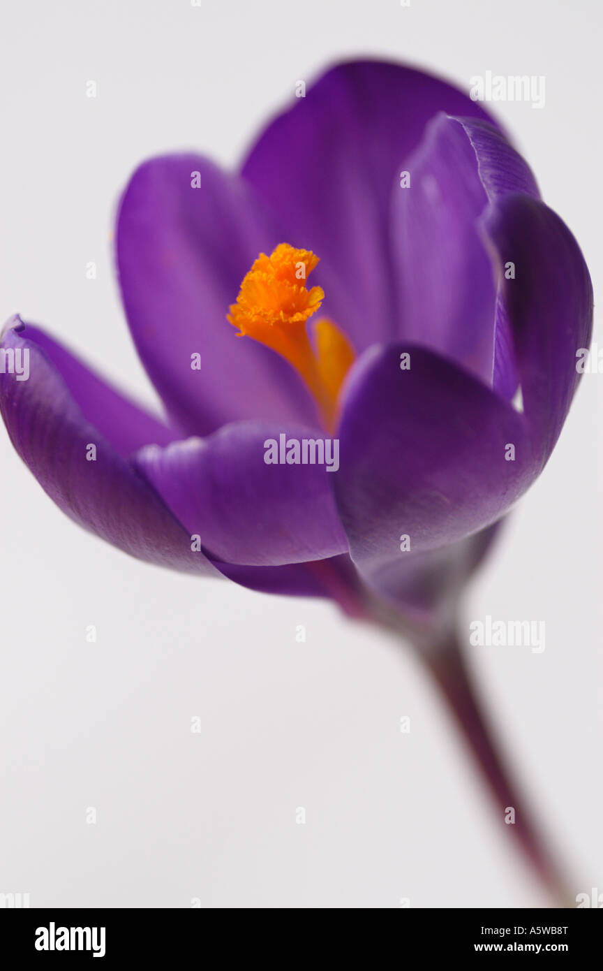 CUT-OUT OF CROCUS VERNUS REMEMBRANCE MACRO Stock Photo