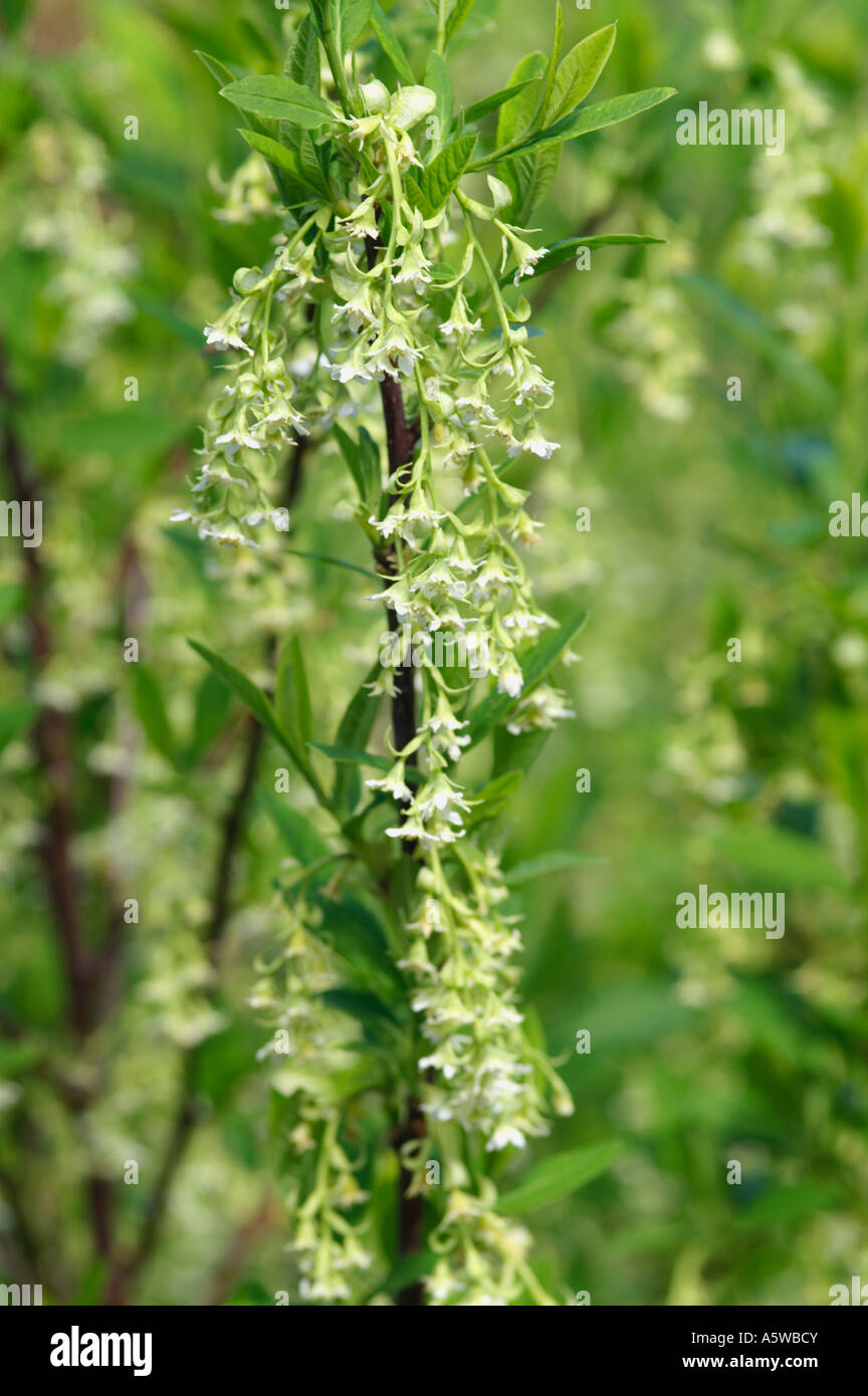 OEMLERIA CERASIFORMIS Stock Photo