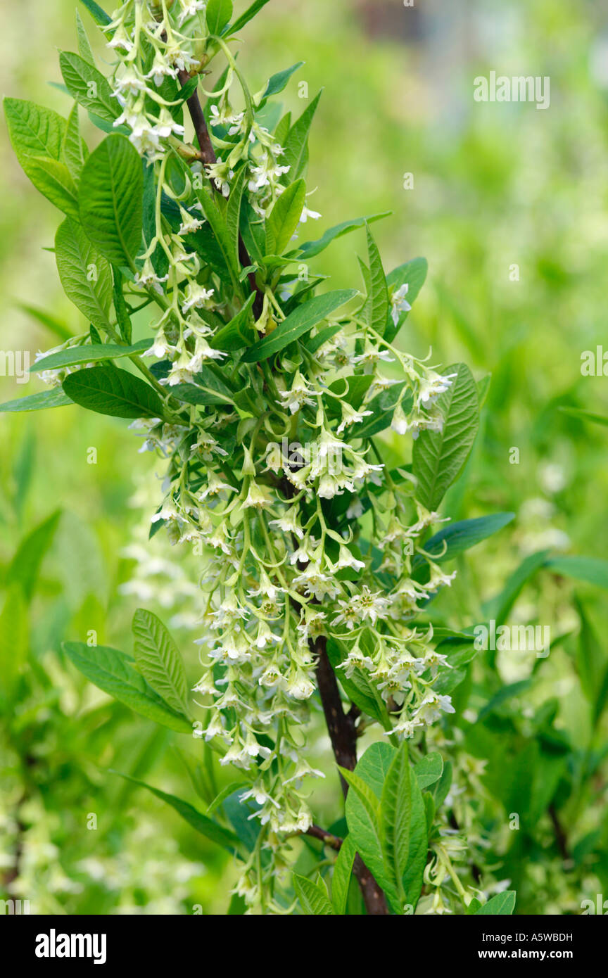OEMLERIA CERASIFORMIS Stock Photo