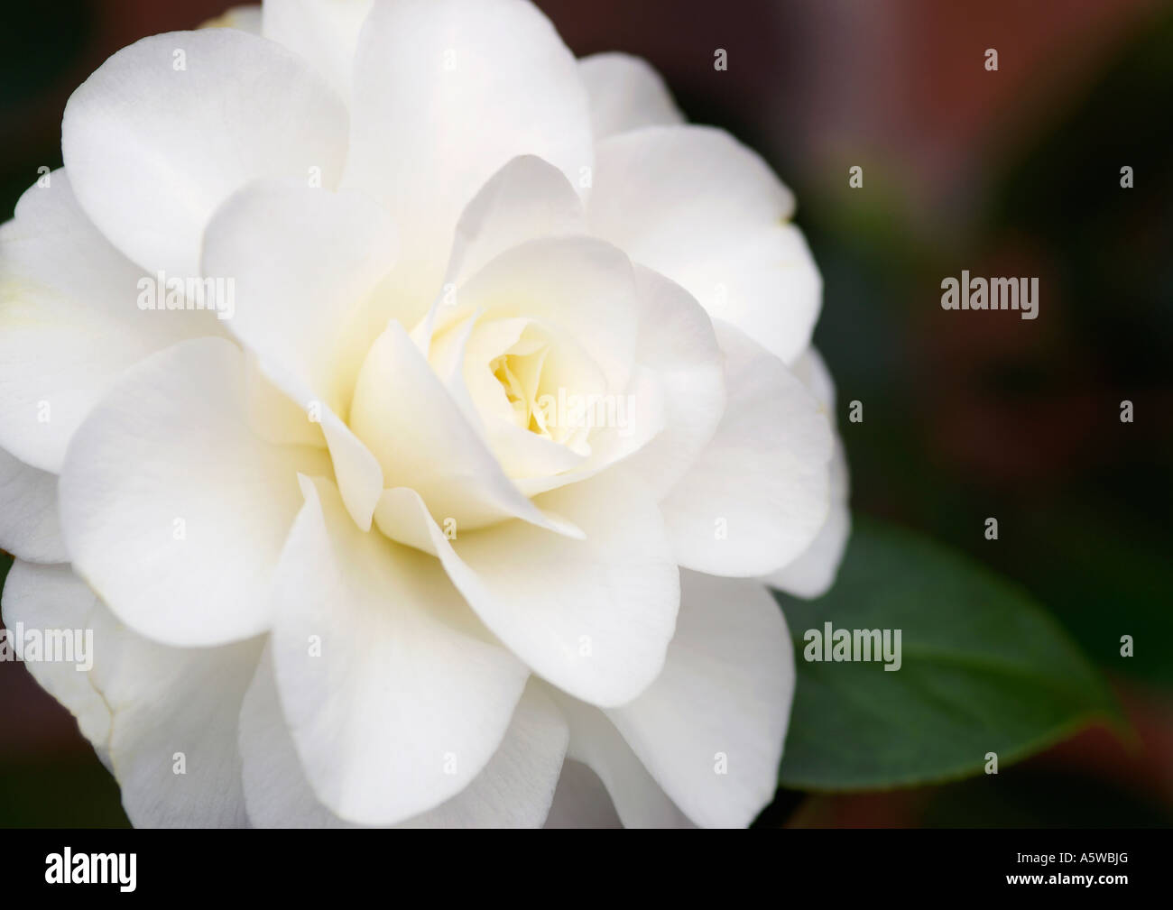 CAMELLIA JAPONICA ALBA PLENA Stock Photo Alamy