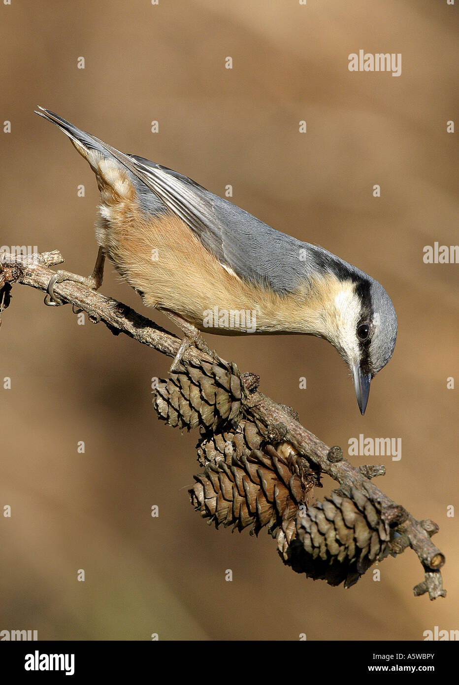 Nuthatch Sitta europea on pine cone branch wild bird avian England UK Stock Photo