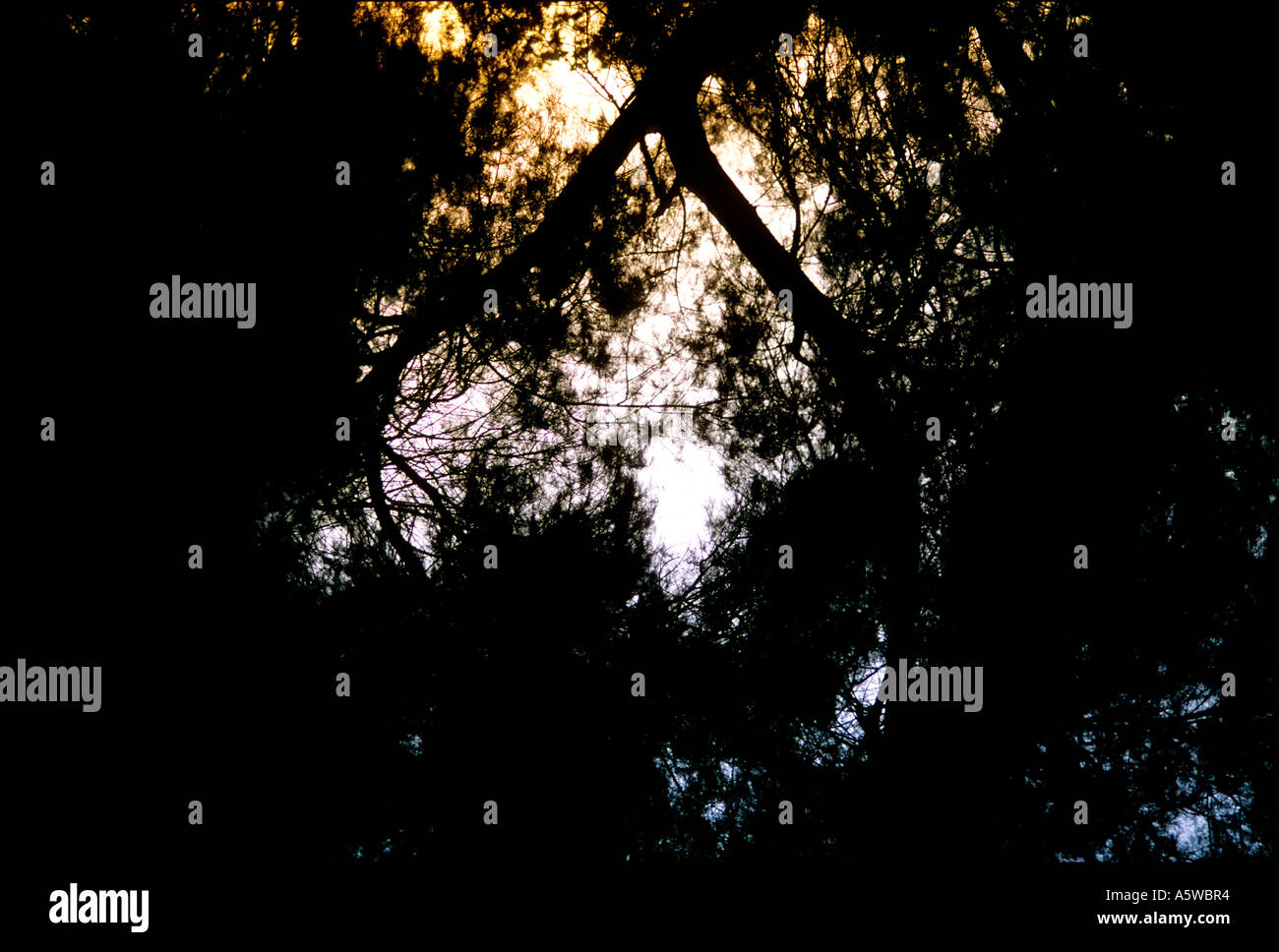 Silhouettes of trees line hi-res stock photography and images - Alamy