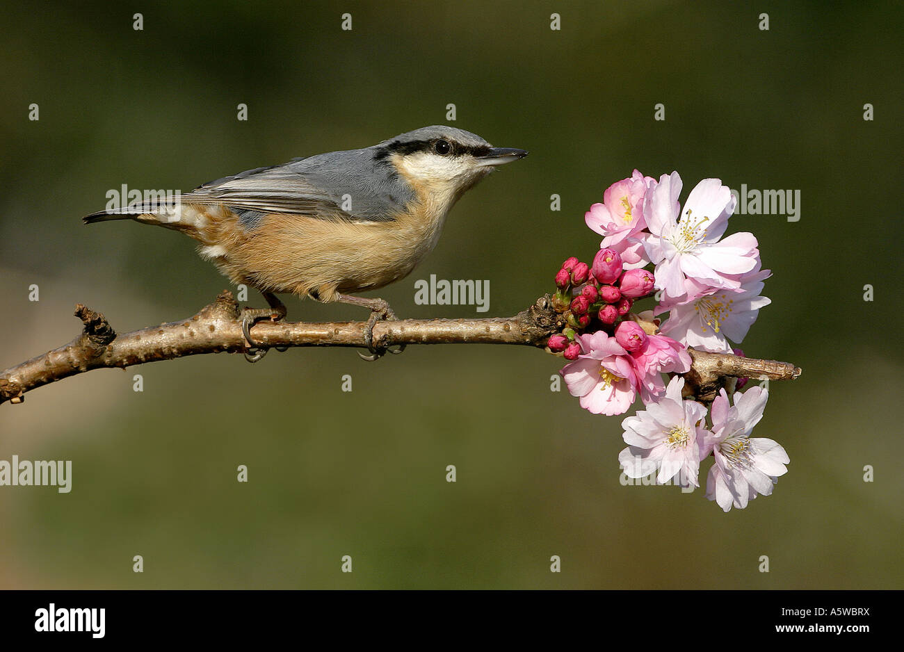 Nuthatch Sitta europea on blossom branch Stock Photo