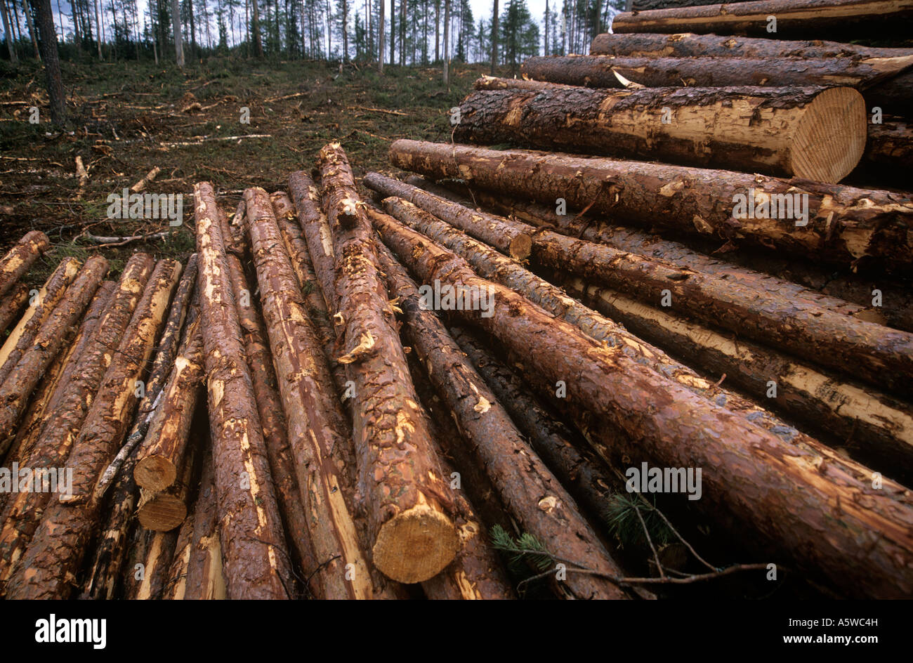Forest and Parks Service logging old growth, Valtimo, Nurmes, Finland. Stock Photo