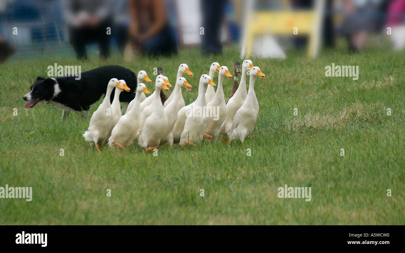 White Indian Runner ducks being herded by a border collie at a country
