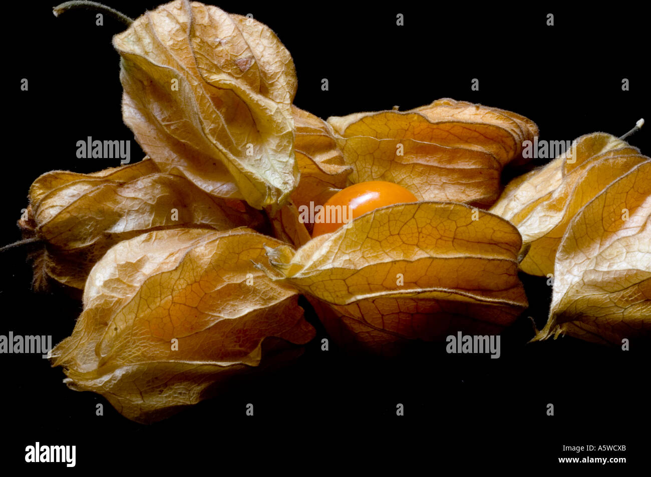 Physalis fruit Stock Photo