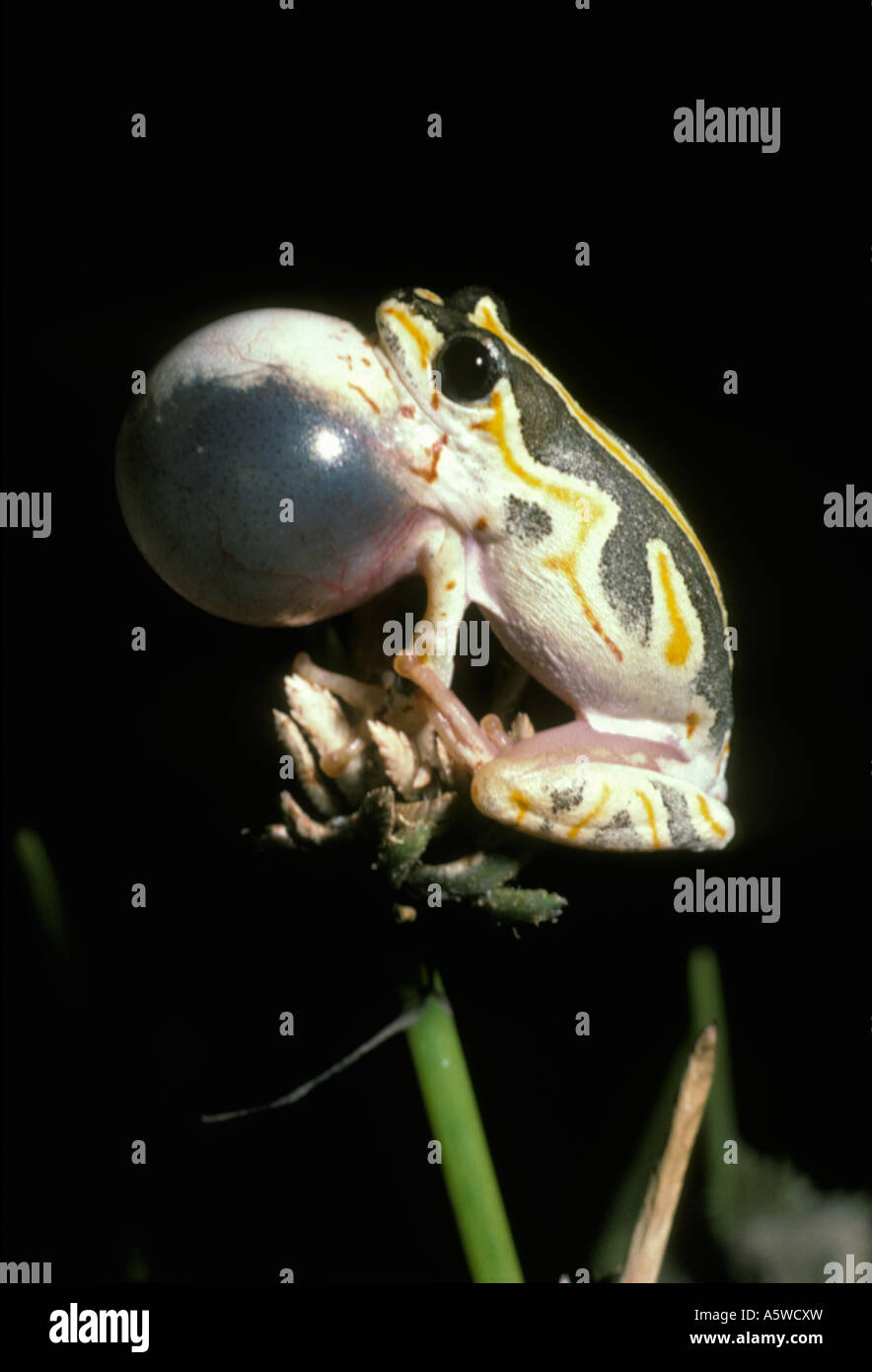 Marbled reed frog Hyperolius marmoratus Hyperoliidae male calling at night in savannah South Africa Stock Photo