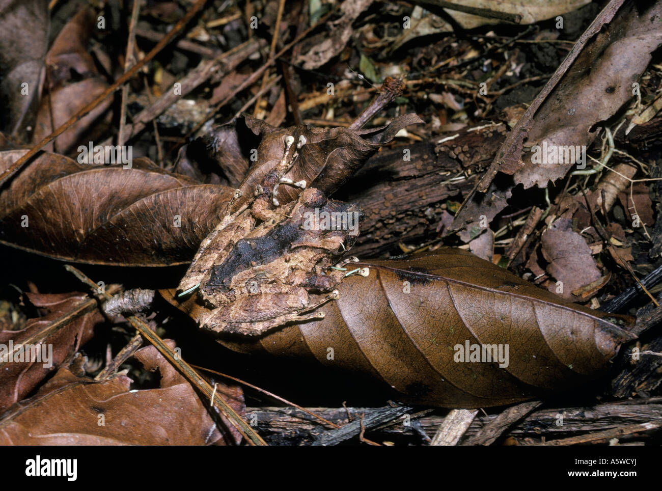 Noble s Robber frog Eleutherodactylus noblei Leptodactylidae mimicking a dead leaf in rainforest Costa Rica Stock Photo
