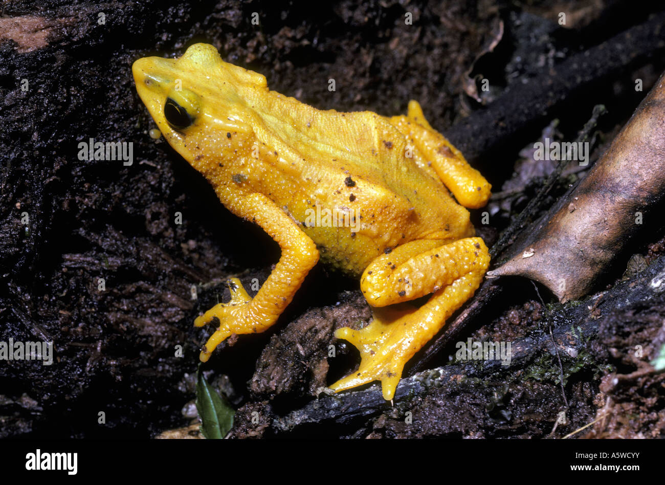 Yellow harlequin frog actually a toad Atelopus oxyrhynchus Venezuela Stock Photo