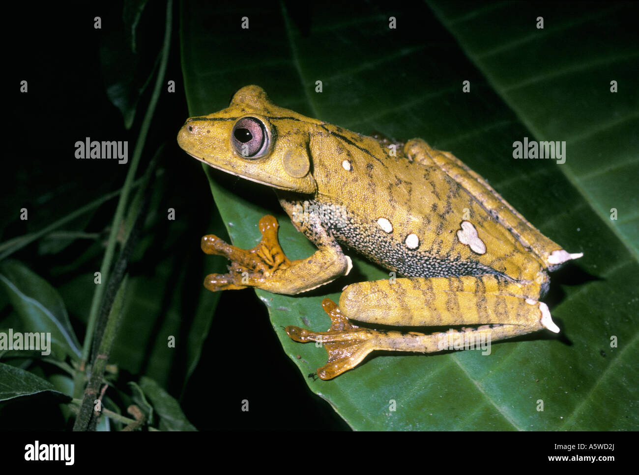 Map tree frog Hyla geographica Hylidae adult active at night in
