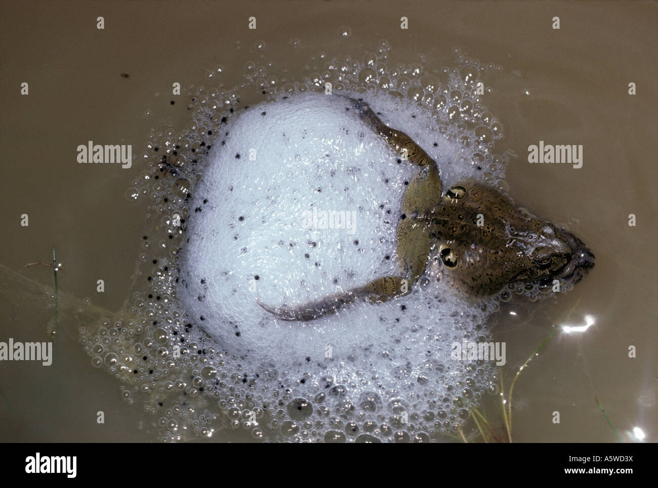 Andean foam nest frog Pleurodema cinerea Leptodactylidae pair making