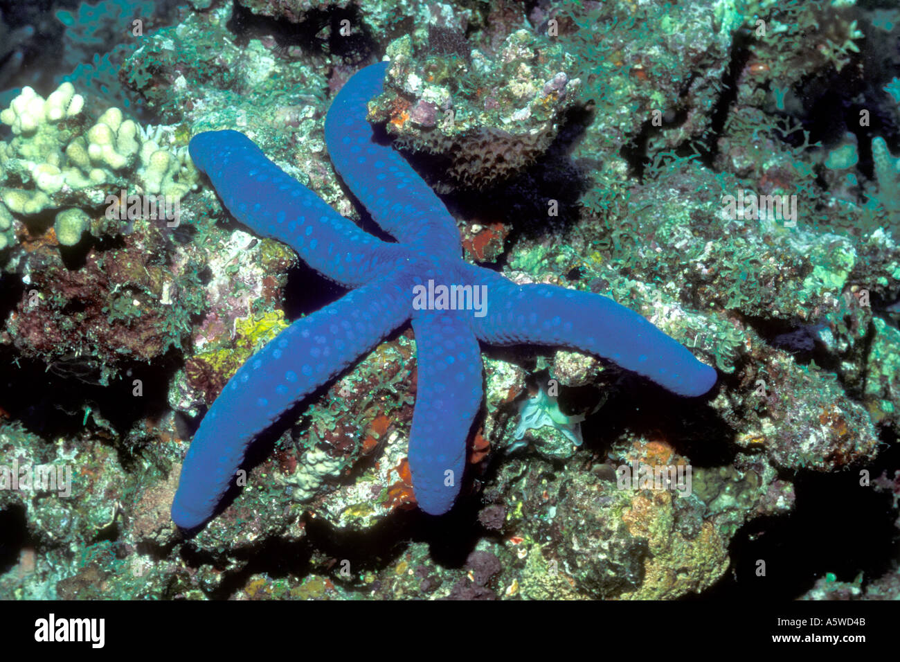 Blue Sea Star Linckia laevigata Solomon Islands Stock Photo