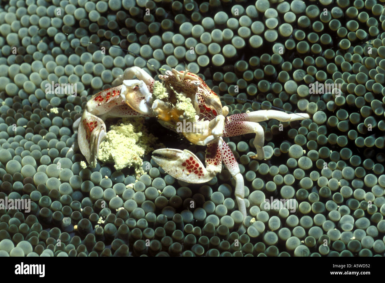 Porcelain Crab eating Neopetrolisthes ohshimai Solomon Islands Stock Photo