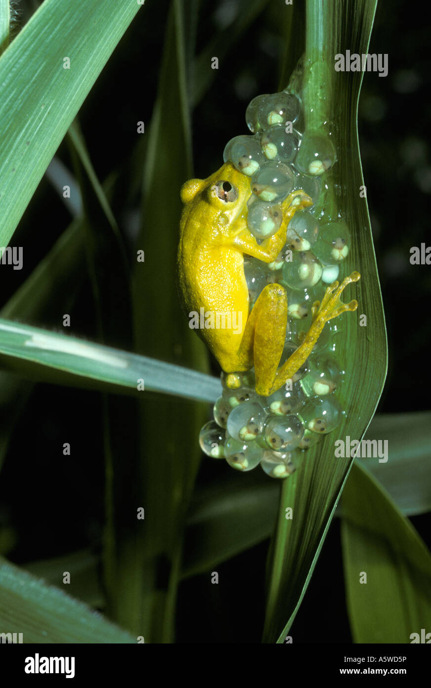 Scinax elaeochraoa Hylidae temporarily stuck to the eggs of the red eyed tree frog Agalychnis callidryas Stock Photo