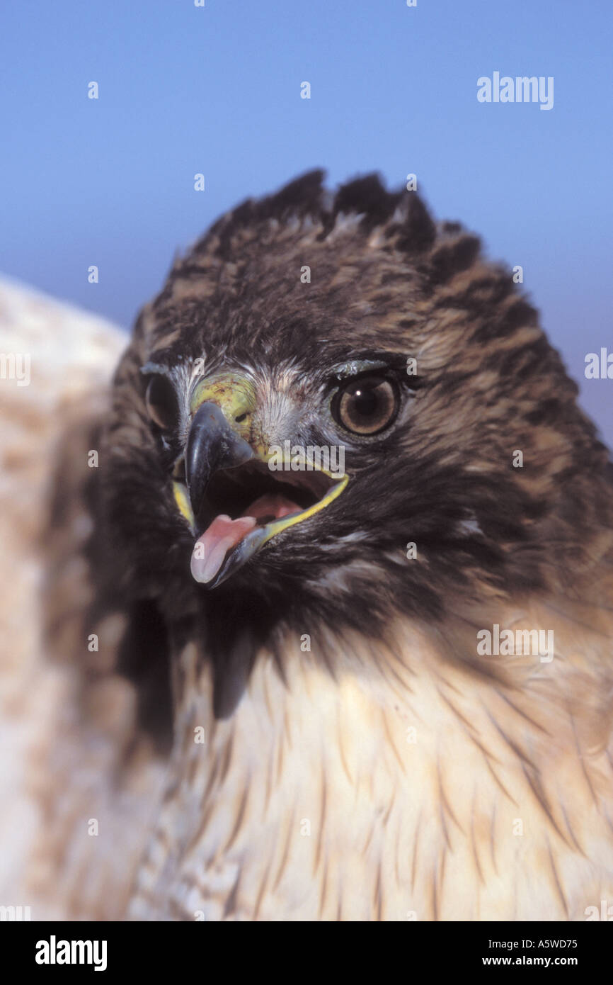 Red tailed Hawk closeup Buteo jamaicensis Antelope Valley California Stock Photo