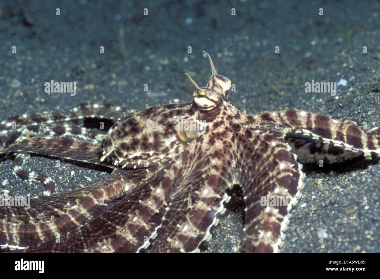 Mimic Octopus Octopus berrima Lembeh Straits Indonesia Stock Photo