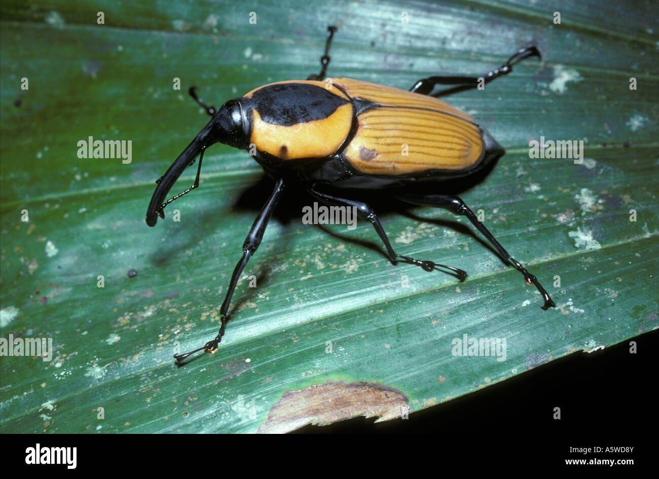 Palm Weevil Hi Res Stock Photography And Images Alamy