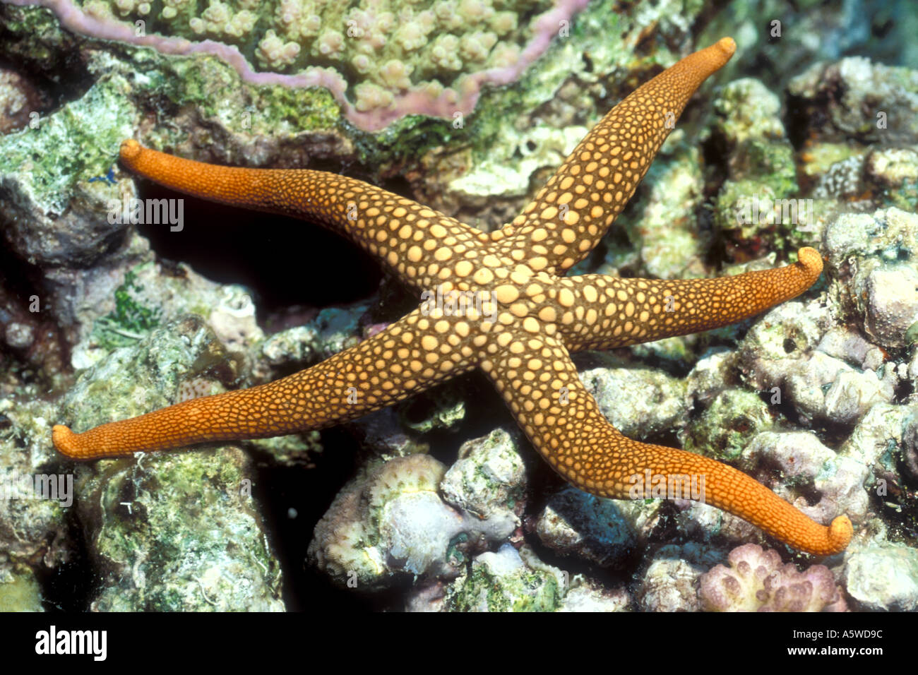 New Caledonian Sea Star Nardoa novaecaledoniae Solomon Islands Stock Photo