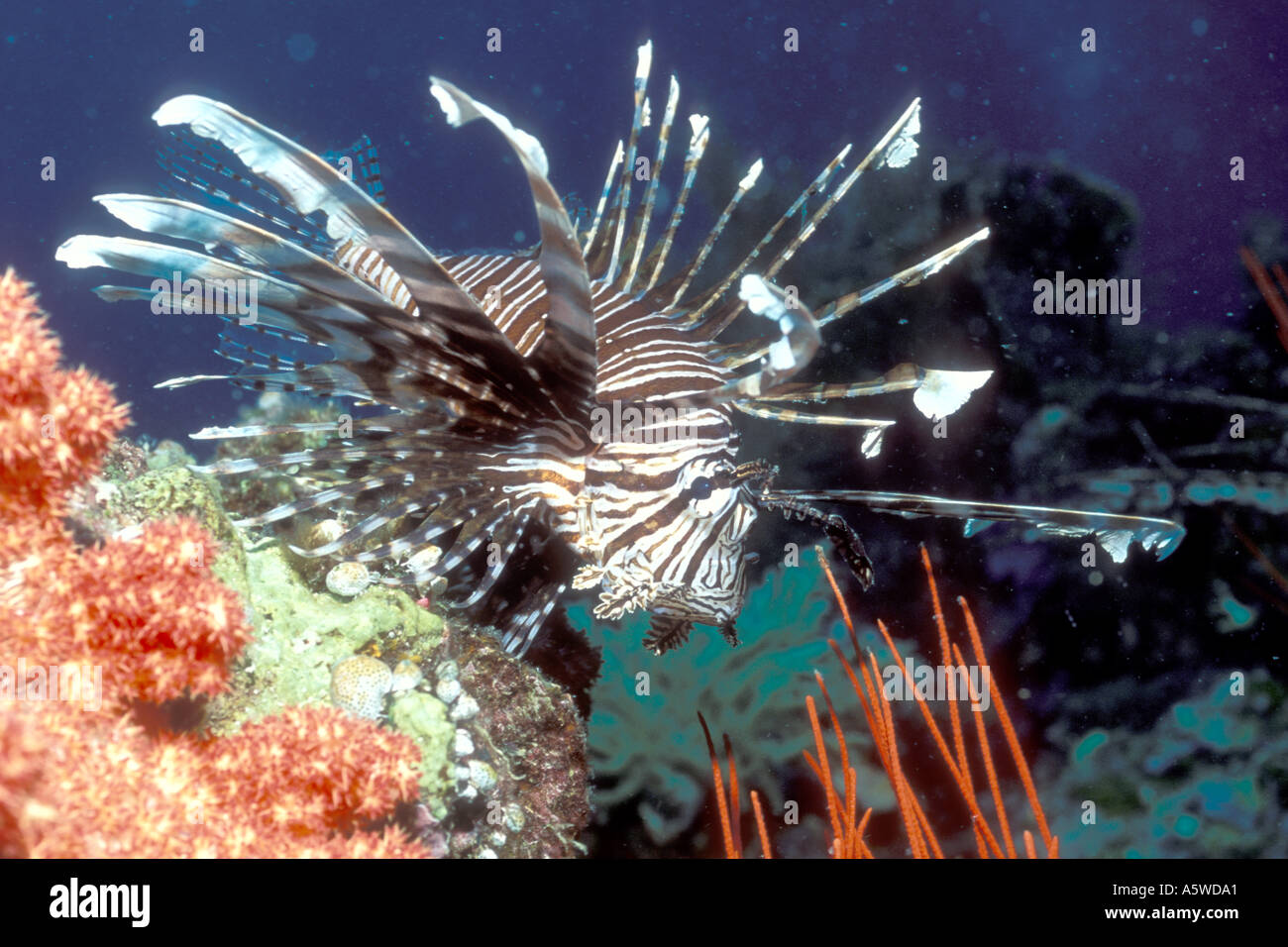 Lionfish Pterois volitans Solomon Islands Stock Photo