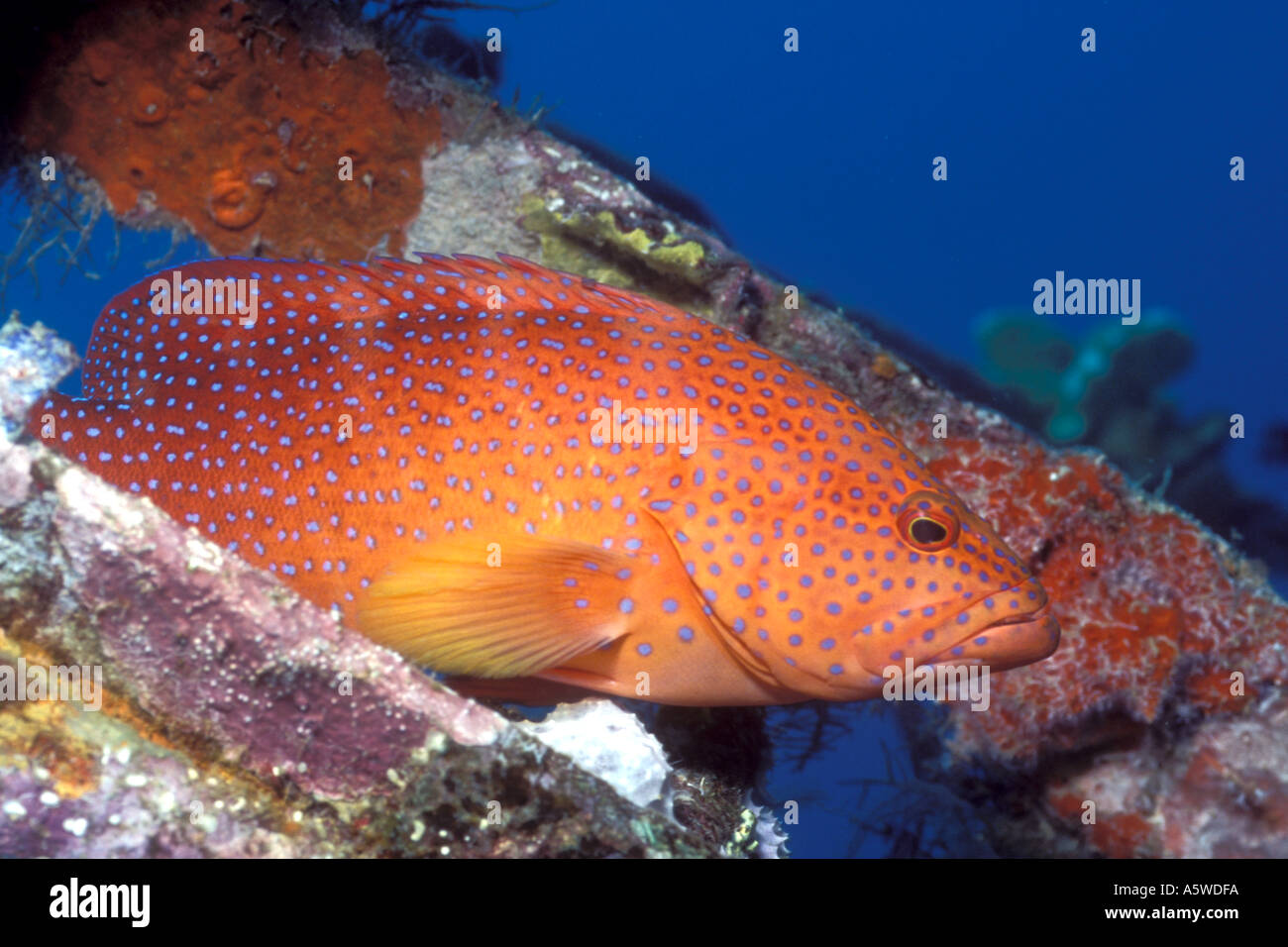 Coral Cod in shipwreck Cephalopholis miniata Solomon Islands Stock Photo
