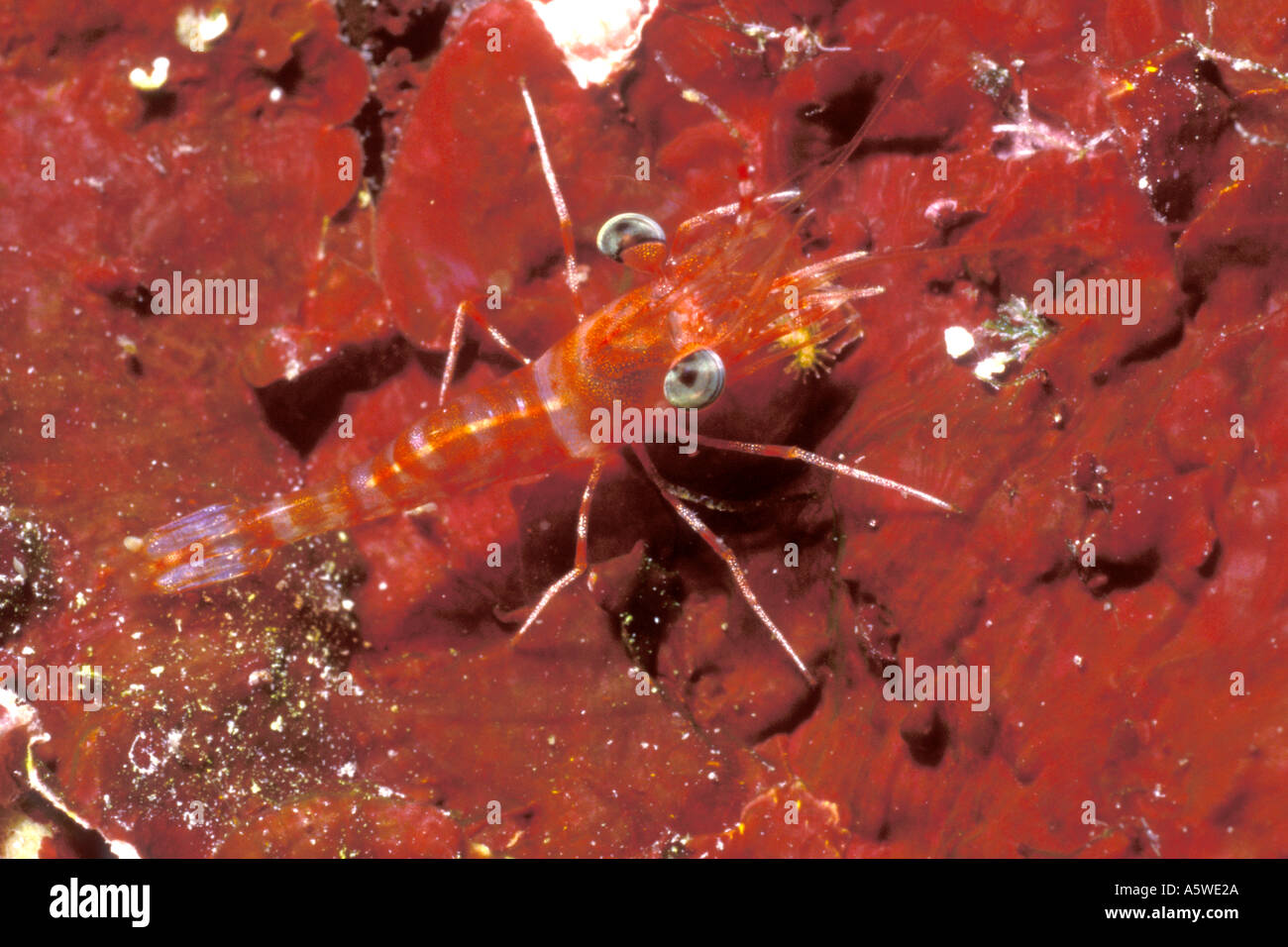 Hingebeak Shrimp Rhynchoecinetes sp Solomon Islands Stock Photo