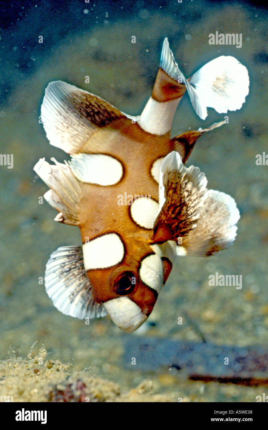Clown Sweetlips juvenile form Plectorhinchus chaetodontoides Solomon Islands Stock Photo