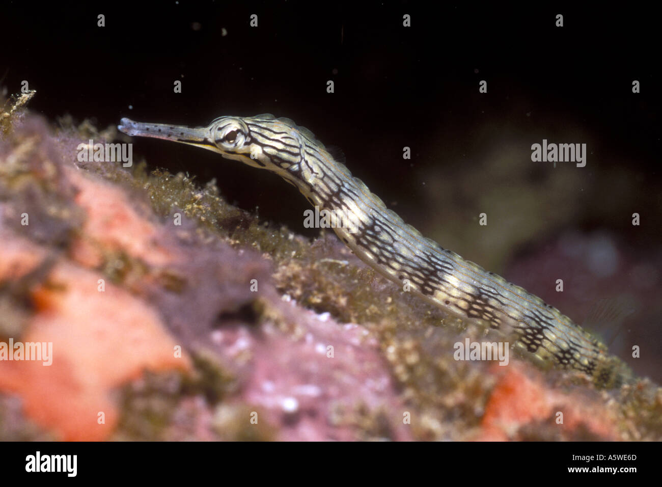 Banded Pipefish Corythoichthys intestinalis Solomon Islands Stock Photo