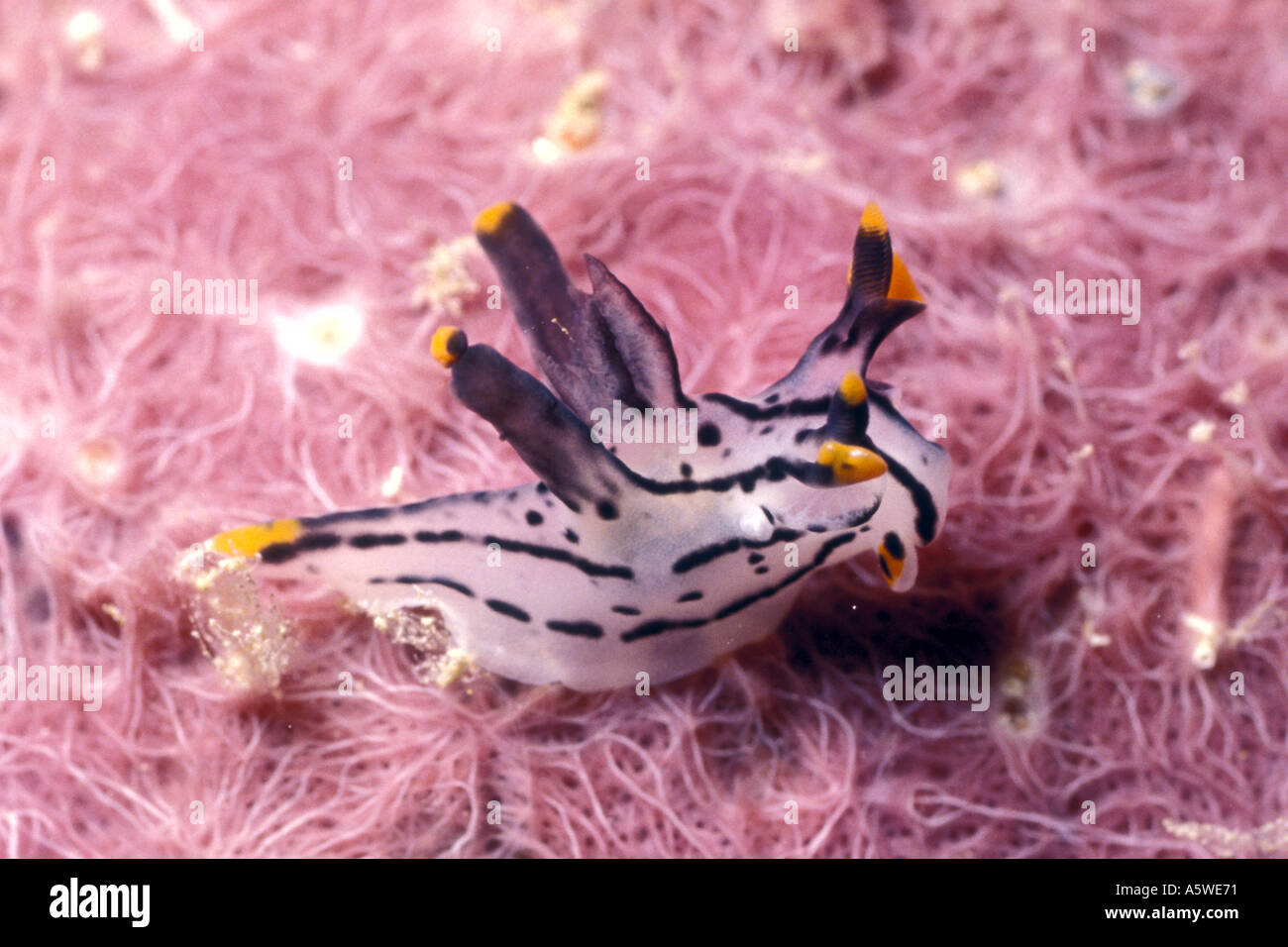 Nudibranch Thecacera sp Solomon Islands Stock Photo