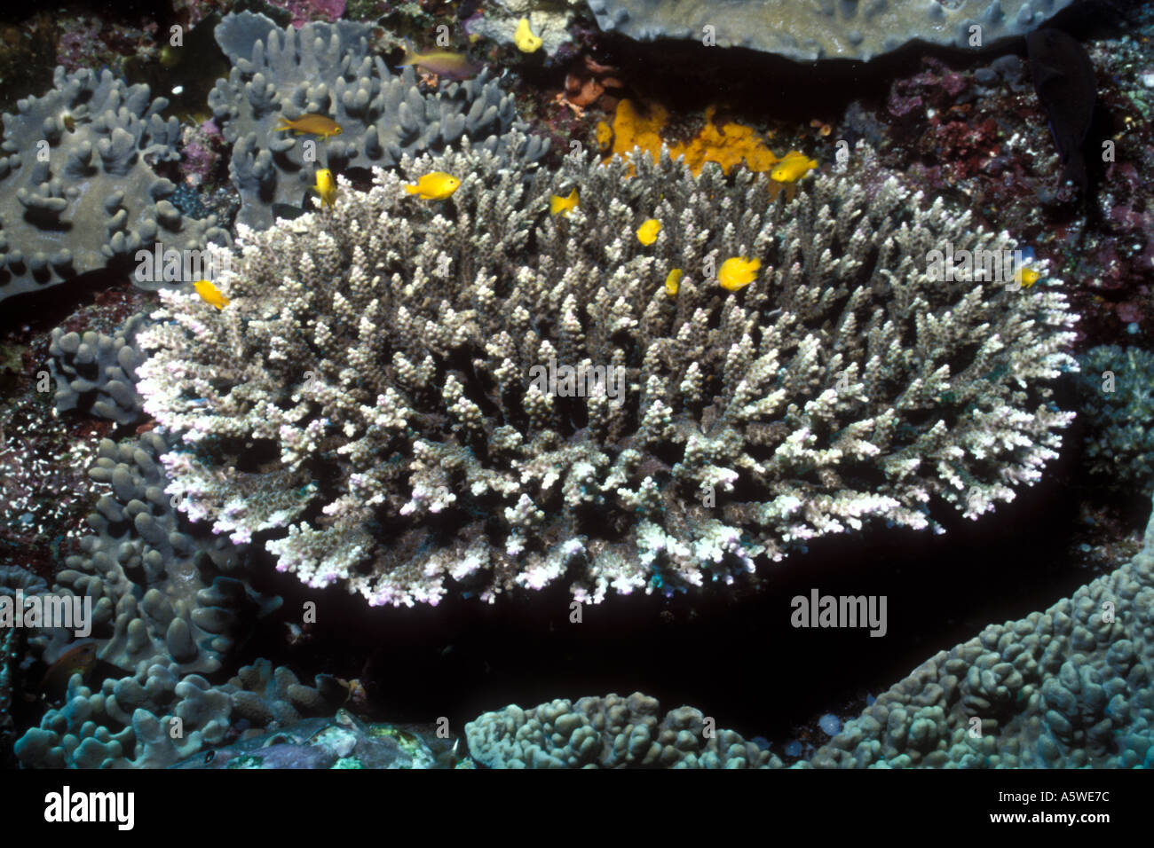 Hard Coral Acropora digitifera Solomon Islands Stock Photo