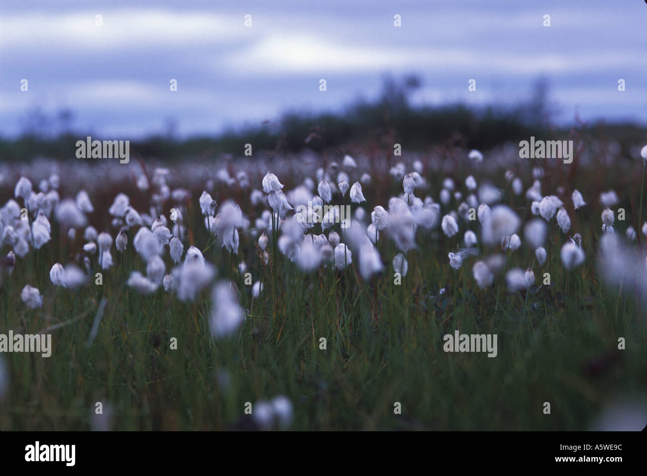 Cotton Grass In The Taiga