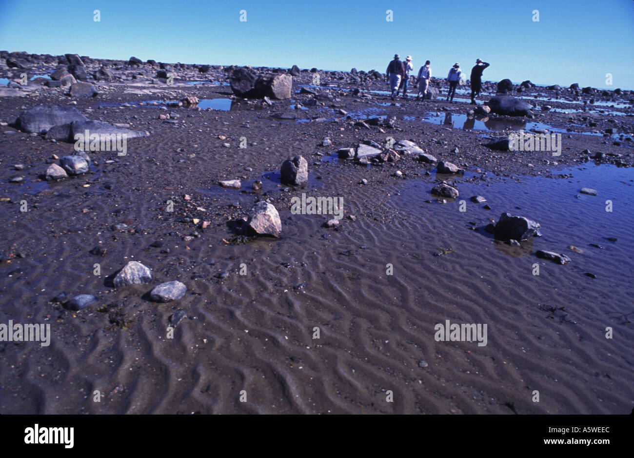 Tourists exploring tidal planes Tundra Ecosystem Taiga Hudson Bay ...
