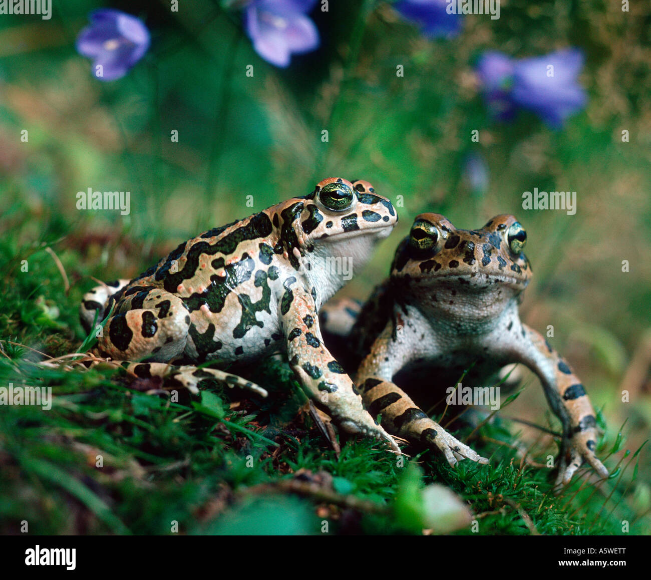 Green Toad Stock Photo Alamy