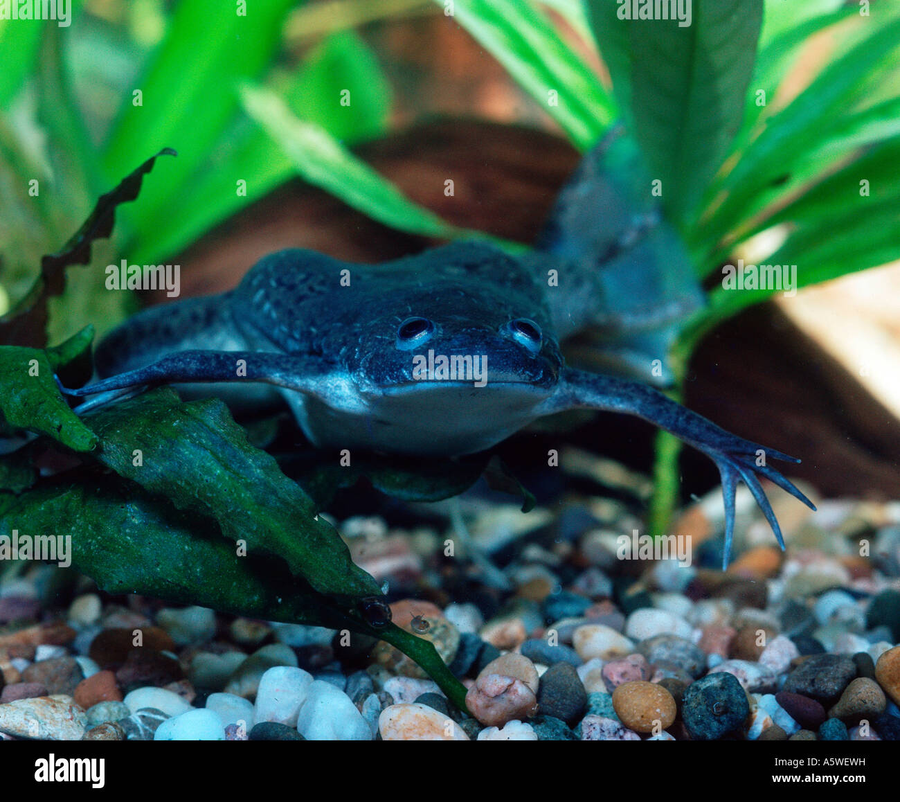 Africa Clawed Frog  Stock Photo