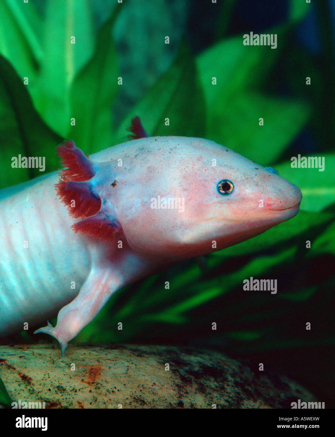 Mexican Salamander / Mexican Axolotl  Stock Photo