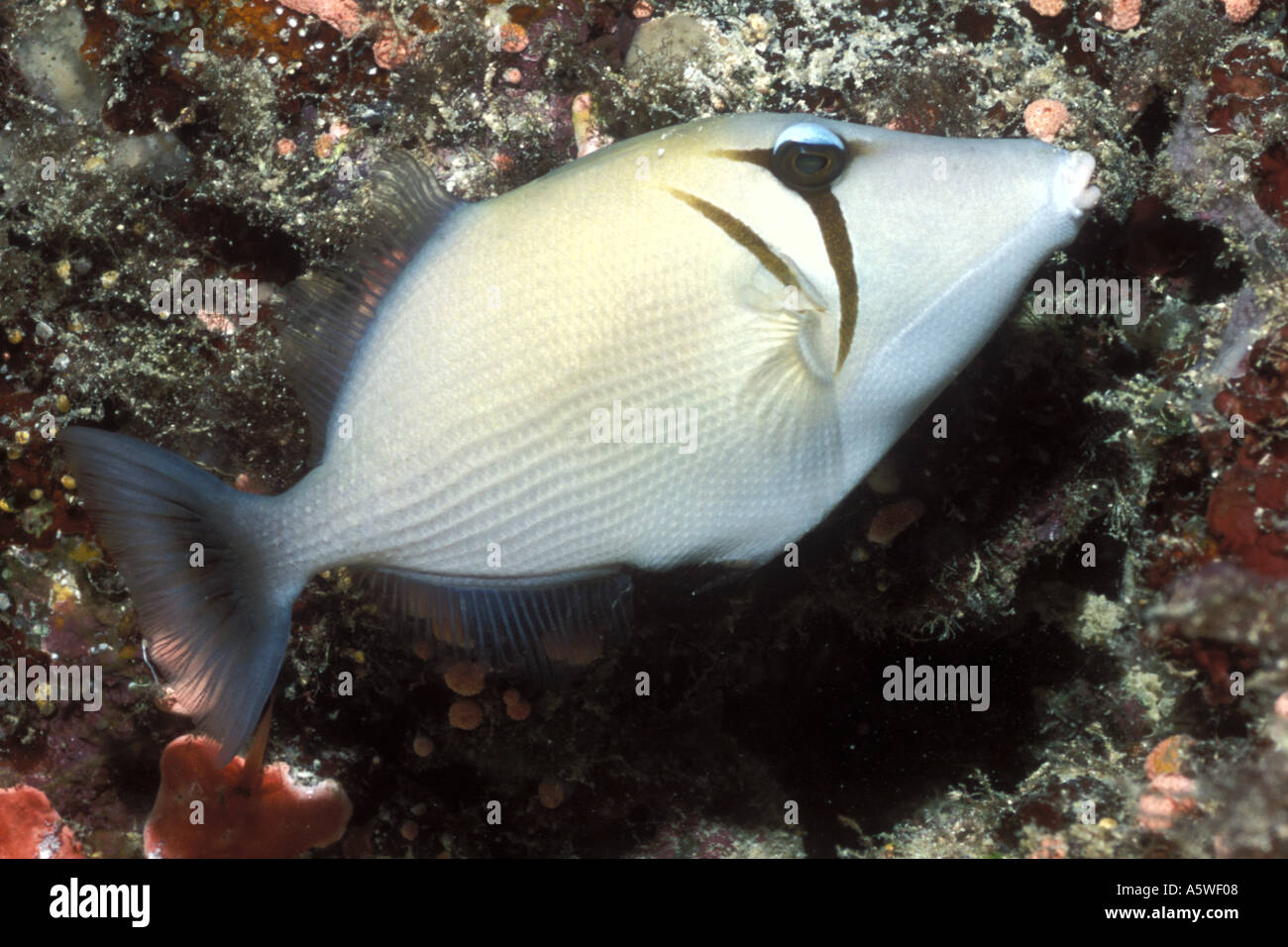 Palid Triggerfish Sufflamen bursa Solomon Islands Stock Photo