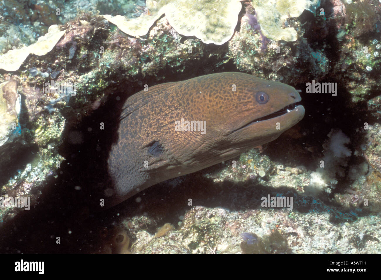 Undulated Moray Eel Gymnothorax unculatus Solomon Islands Stock Photo