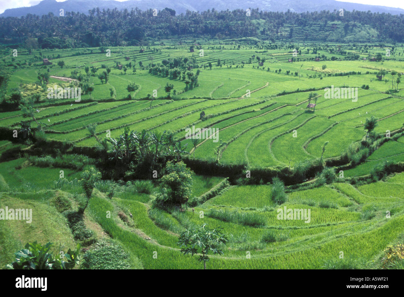 Rice Terraces Bali Indonesia Stock Photo
