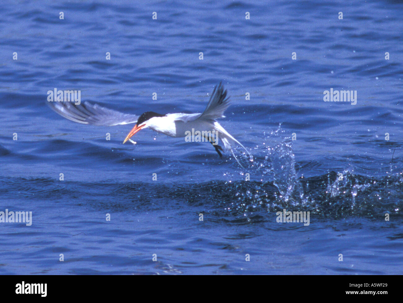 Elegant Tern taking off with fish Sterna elegans Bolsa Chica Wetlands California Stock Photo