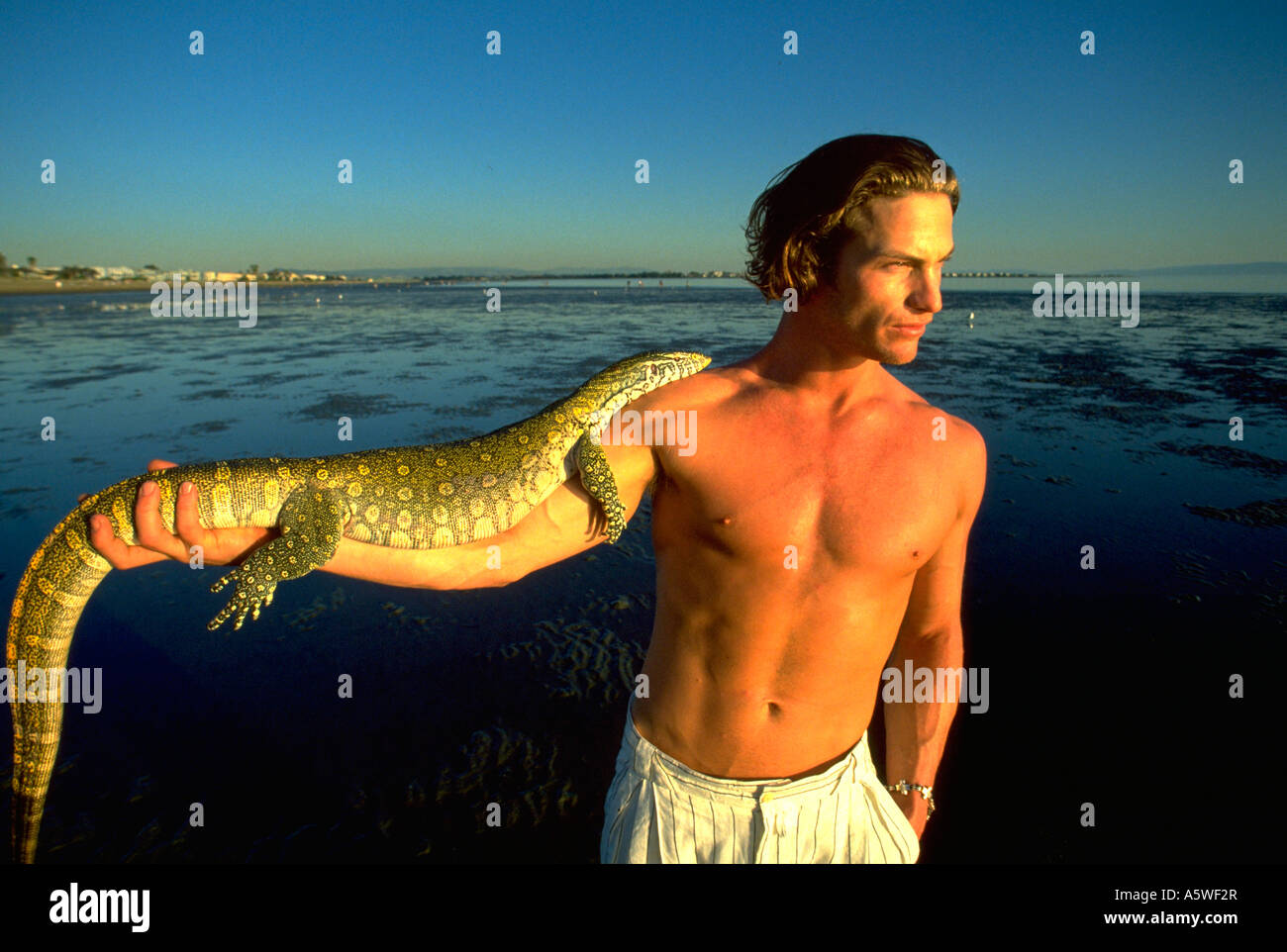 nile monitor lizard pet