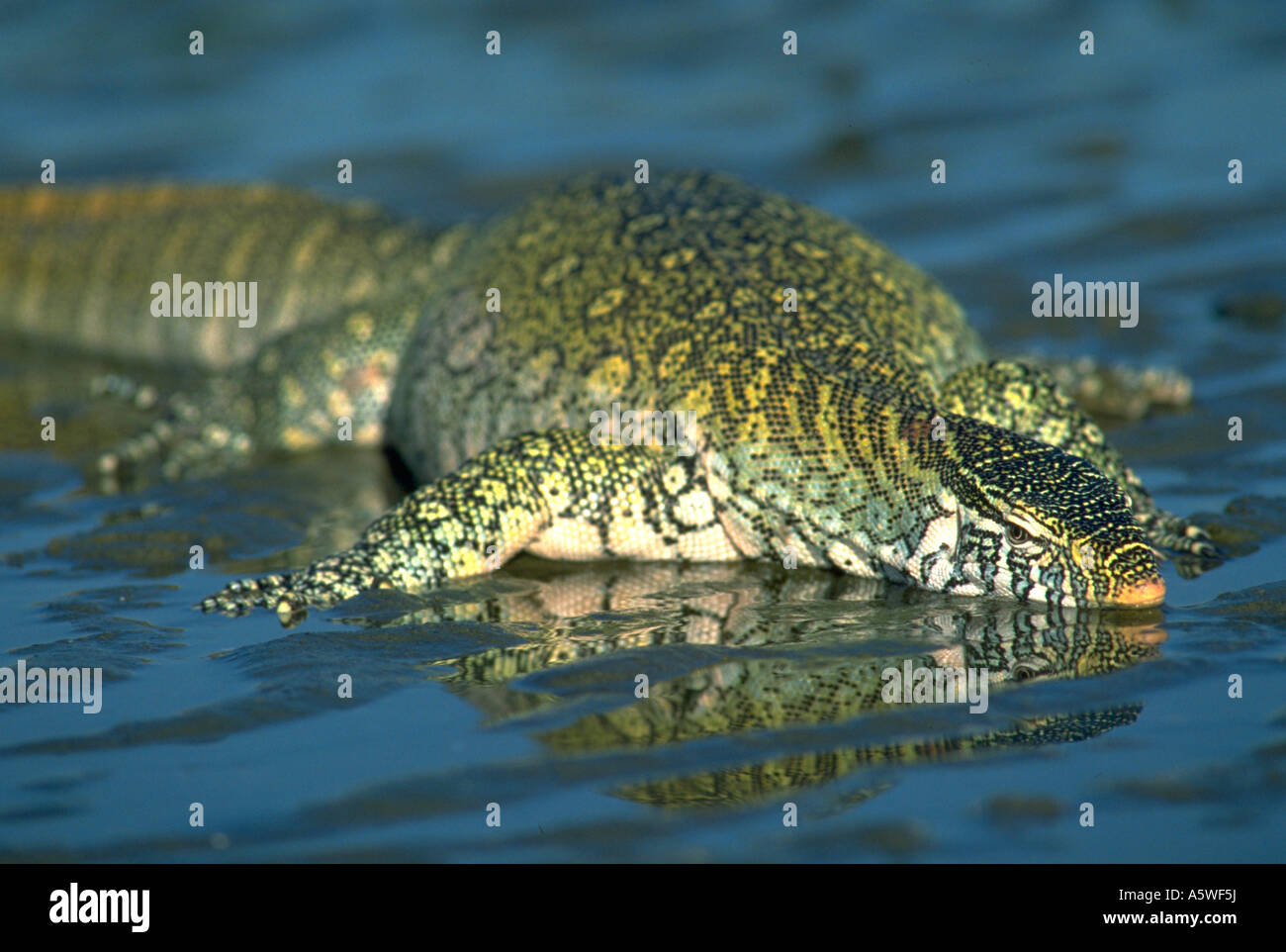 nile monitor pet