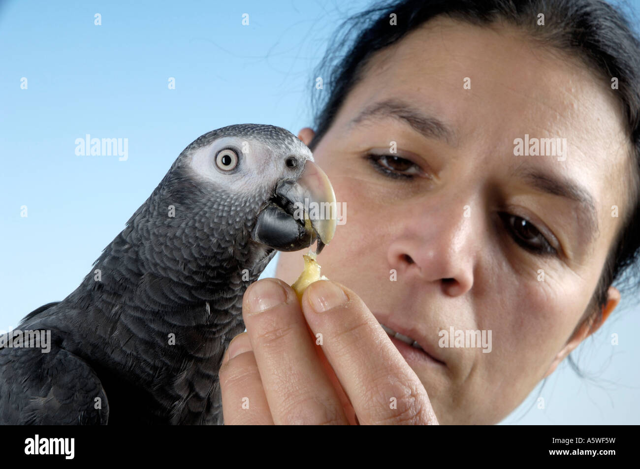 Timneh African Grey Parrot Stock Photo - Alamy