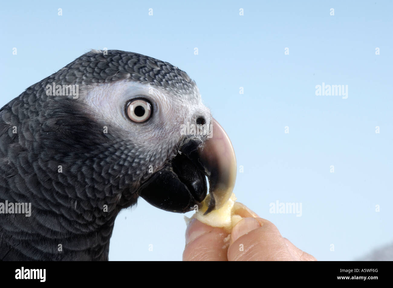Timna Parrot Timneh African Grey Parrot Stock Photo - Alamy