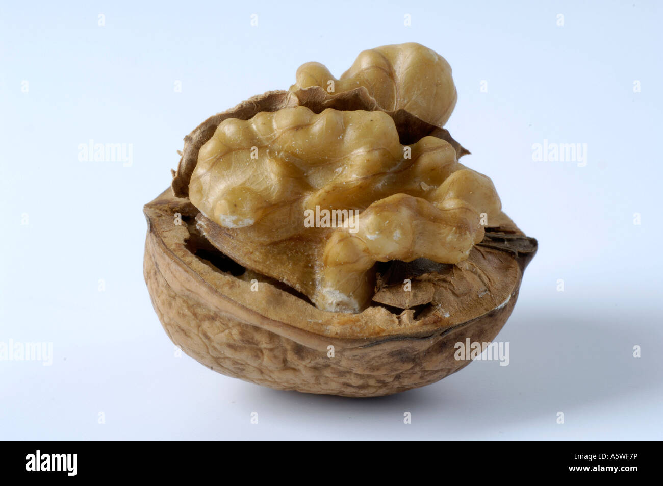 English Walnut / Persian Walnut  Stock Photo