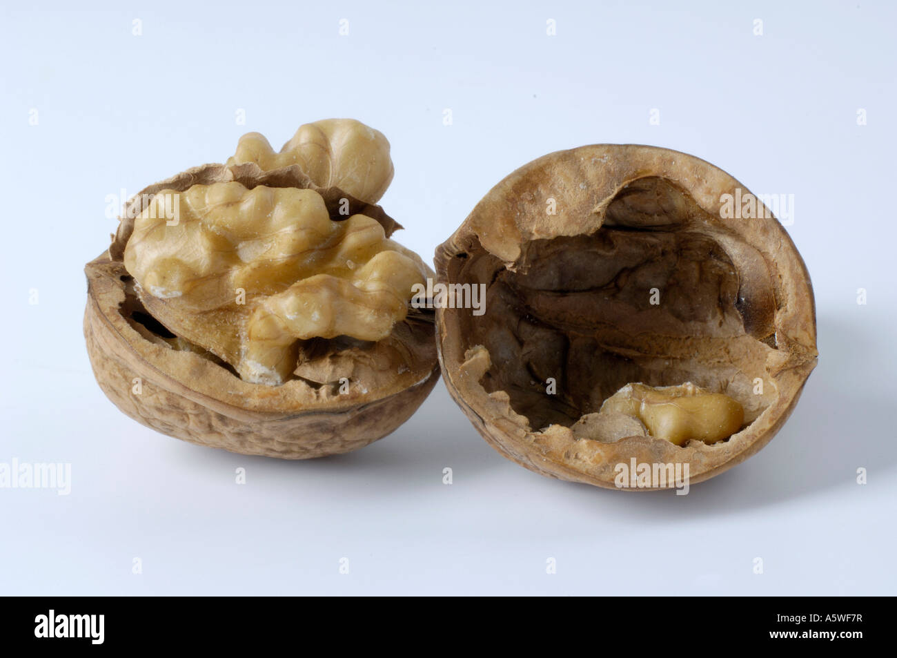 English Walnut / Persian Walnut  Stock Photo