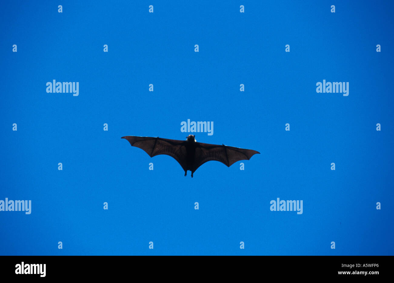 Endangered large flying fox hi-res stock photography and images - Alamy