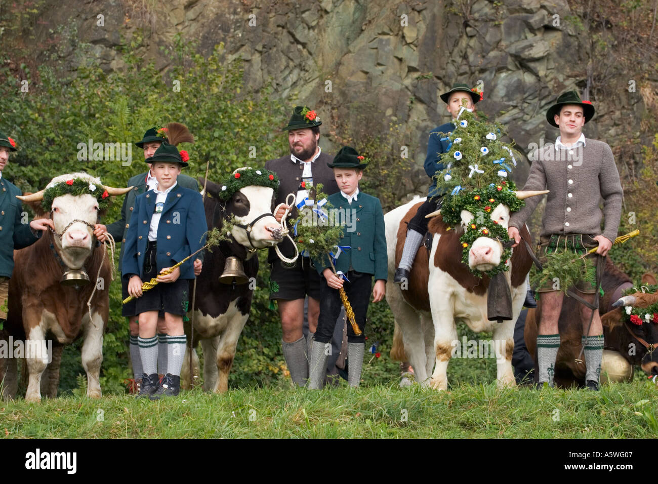 oxen ride in Bichl Upper Bavaria Germany Stock Photo