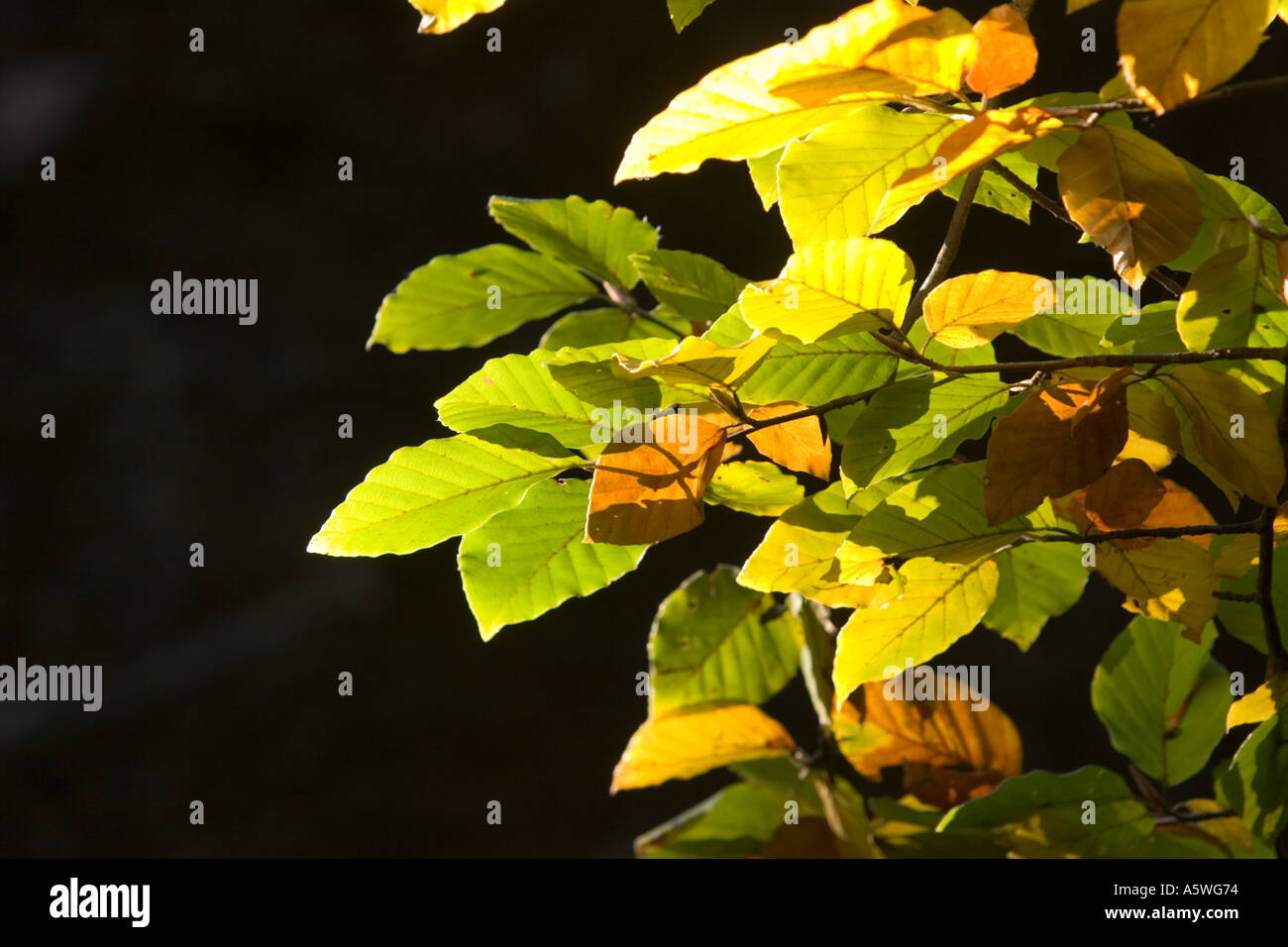 autumnal beech Fagus sylvatica Germany Stock Photo