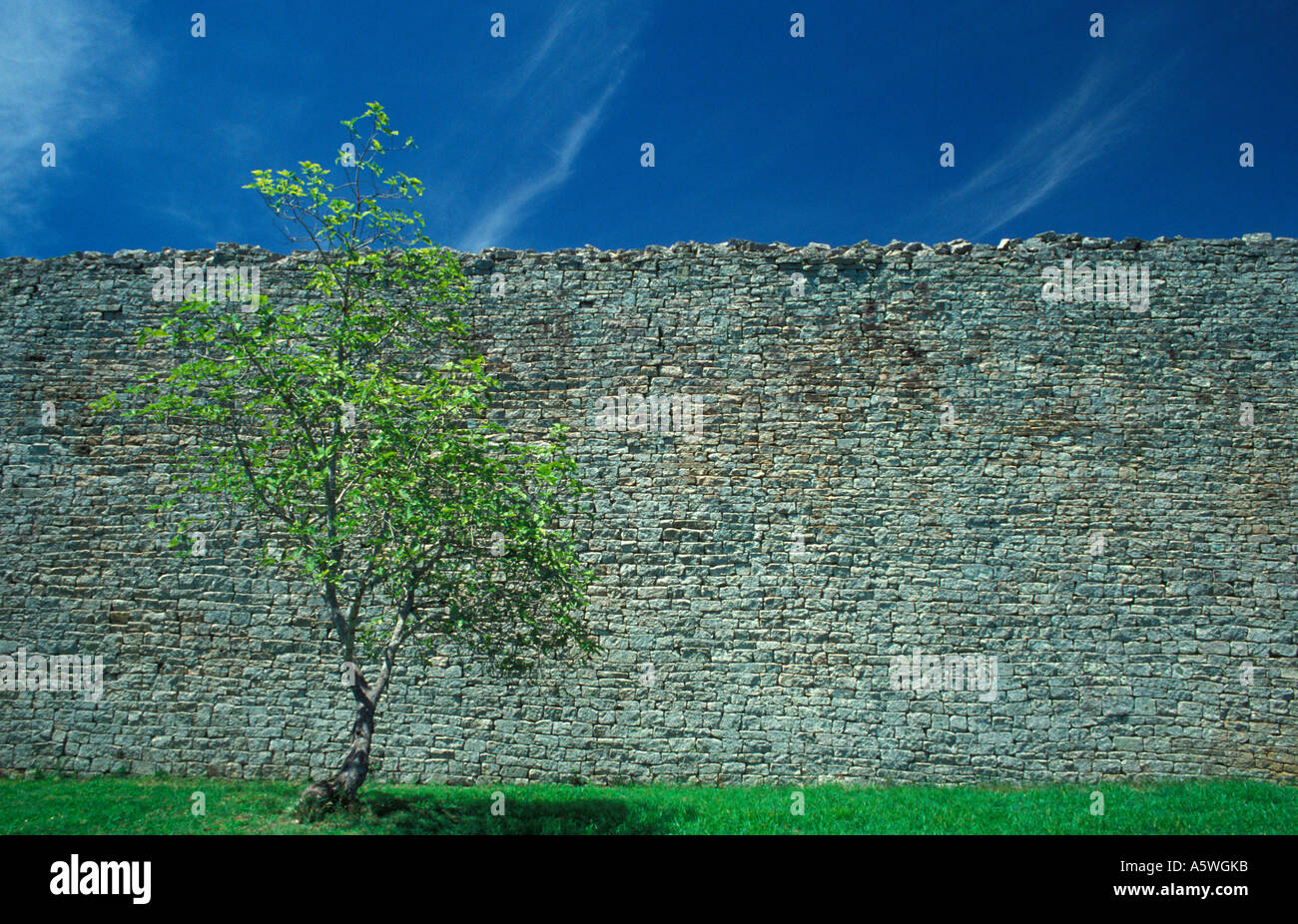 Tree and Grass inside the Great Enclosure Walls of Great Zimbabwe National Monument,  Africa Stock Photo